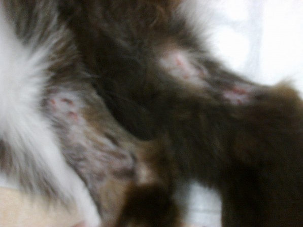 eosinophyl granulomatosis macska hátulsó végtagján