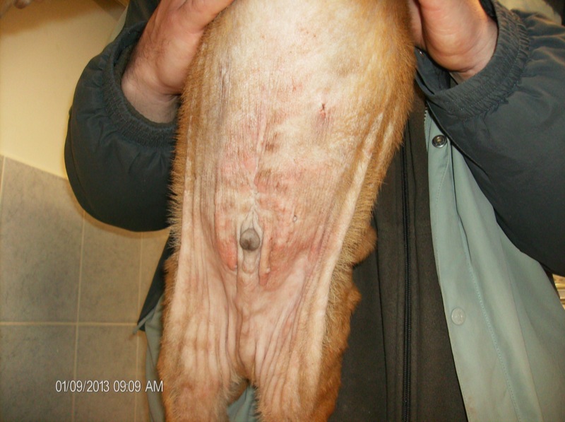 bakteriális,gombás bőrgyulladás kutya hasa alján