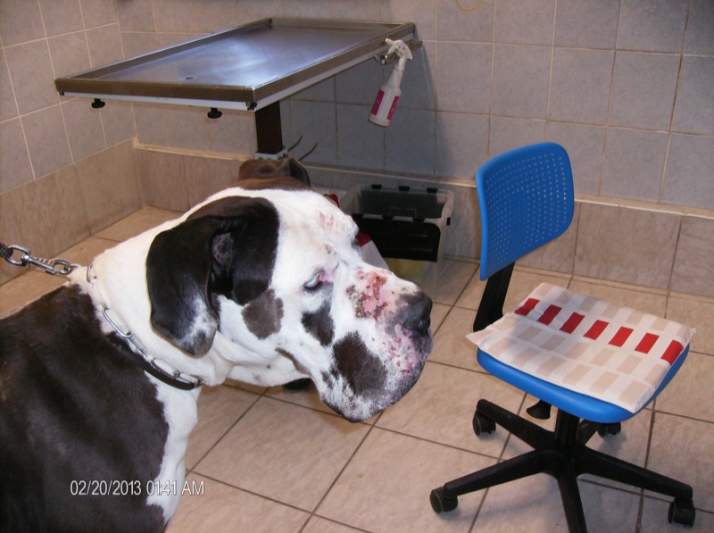 hypothyreosis következtében kialakult gennyes bőrgyulladás kutyán testszerte