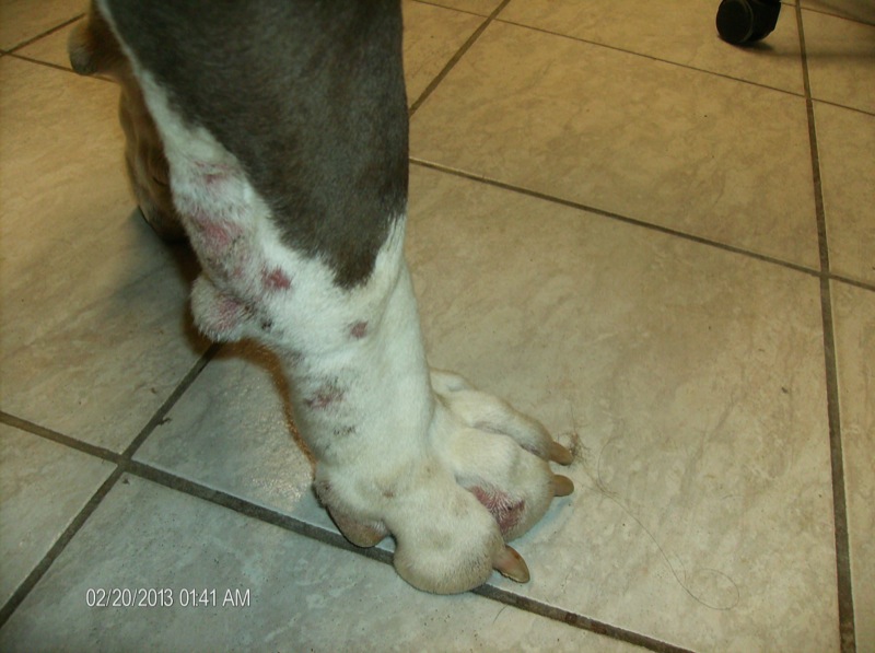 hypothyreosis következtében kialakult gennyes bőrgyulladás kutyán testszerte