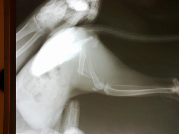 szilánkos combcsont törés macskánál