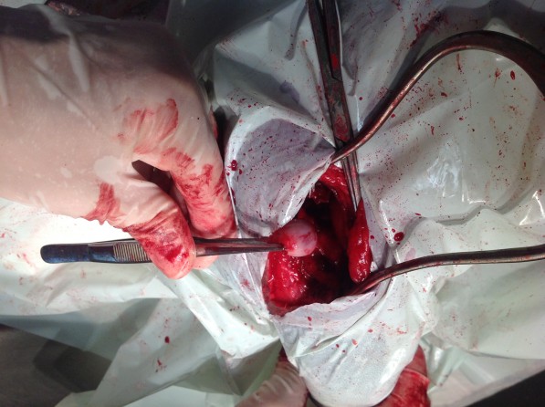 ízületi műtét állatorvosi műtét