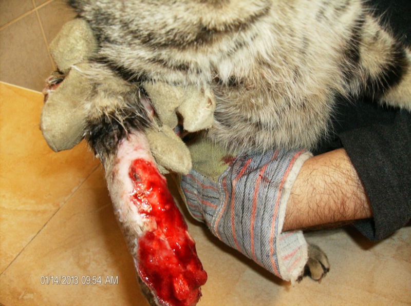 "Nyúzott" macskavégtag baleset köveztében /shearing injury/